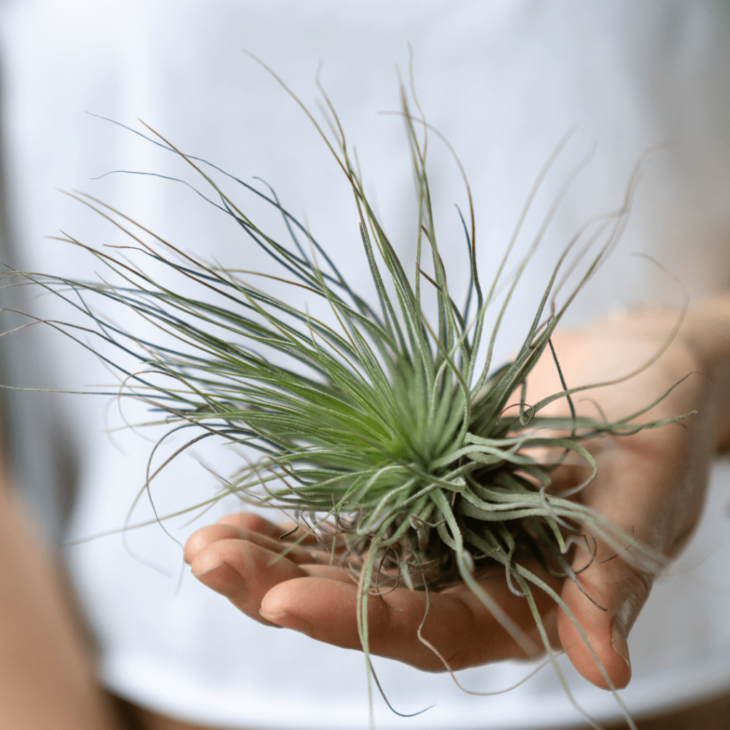 How to Care For an Air Plant