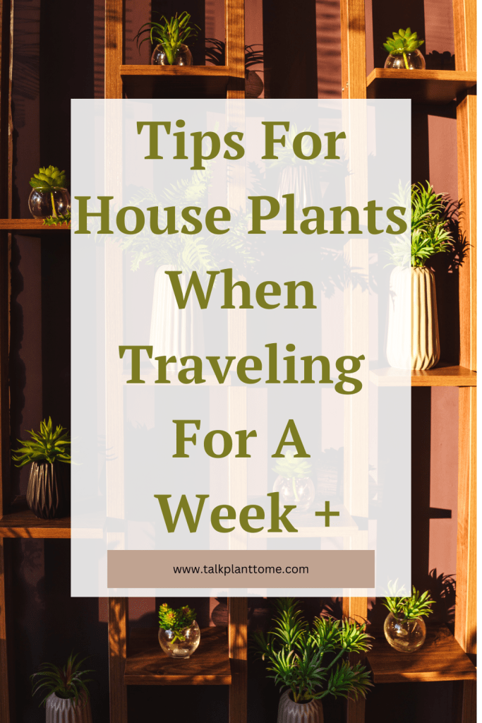 Tips For House Plants When Traveling For A Week + 
