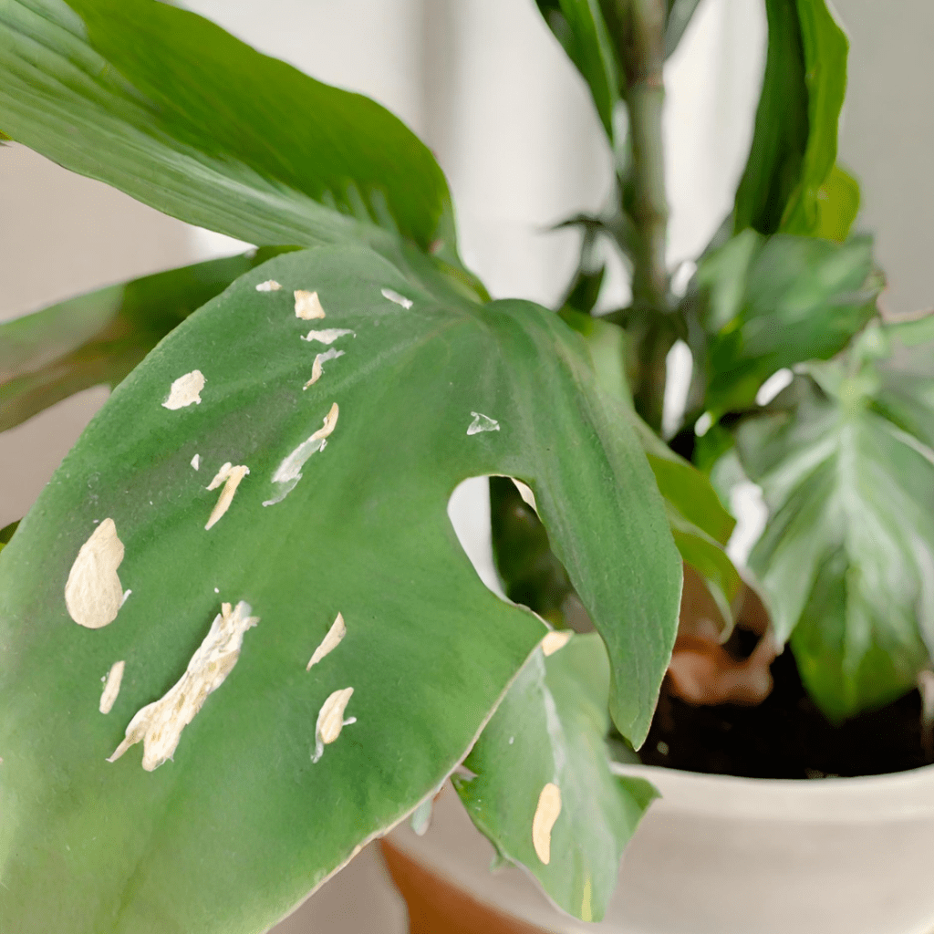 How To Rehab A Plant After a Pest Problem