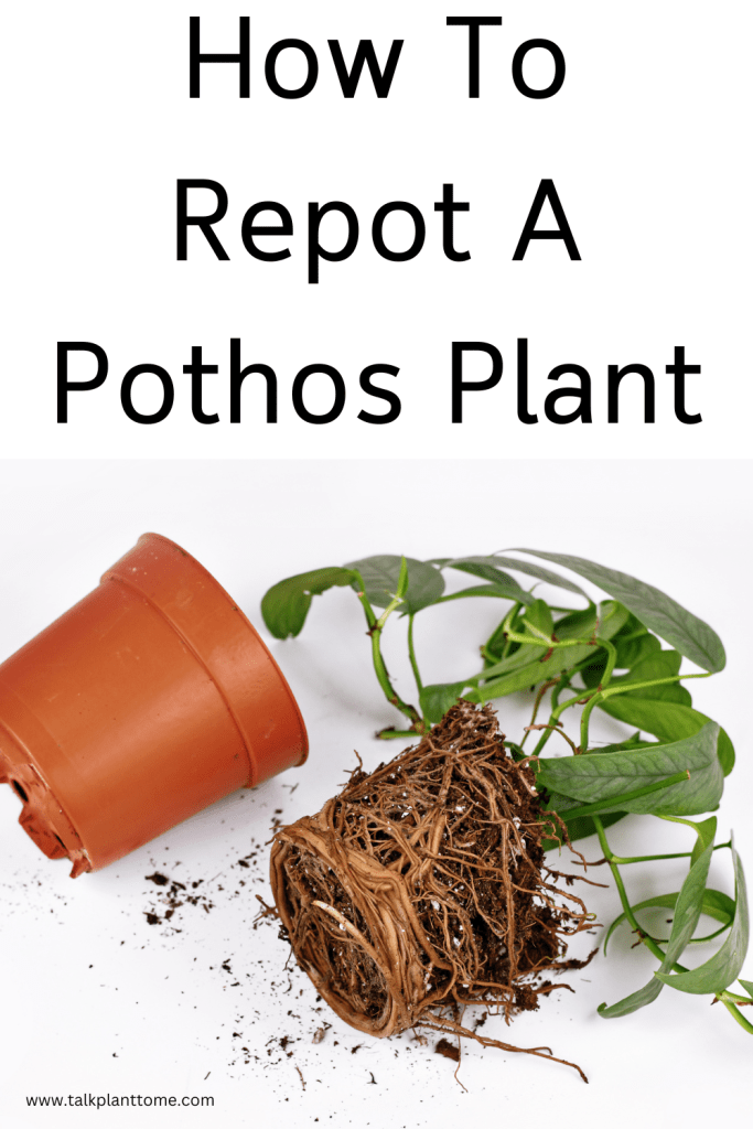 How To Repot A Pothos Plant