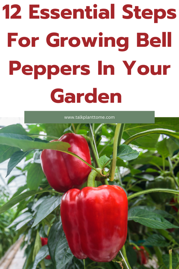 12 Essential Steps For Growing Bell Peppers In Your Garden 