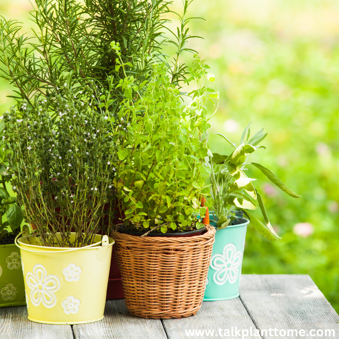 The Best Herbs To Grow In The Fall Season – | Talk Plant To Me