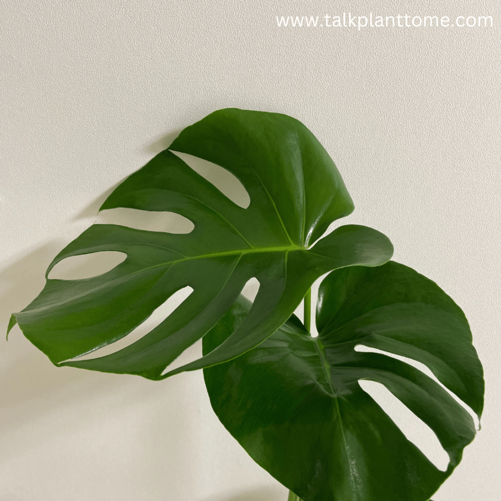 Helpful Signs That Your Monstera Needs Watered