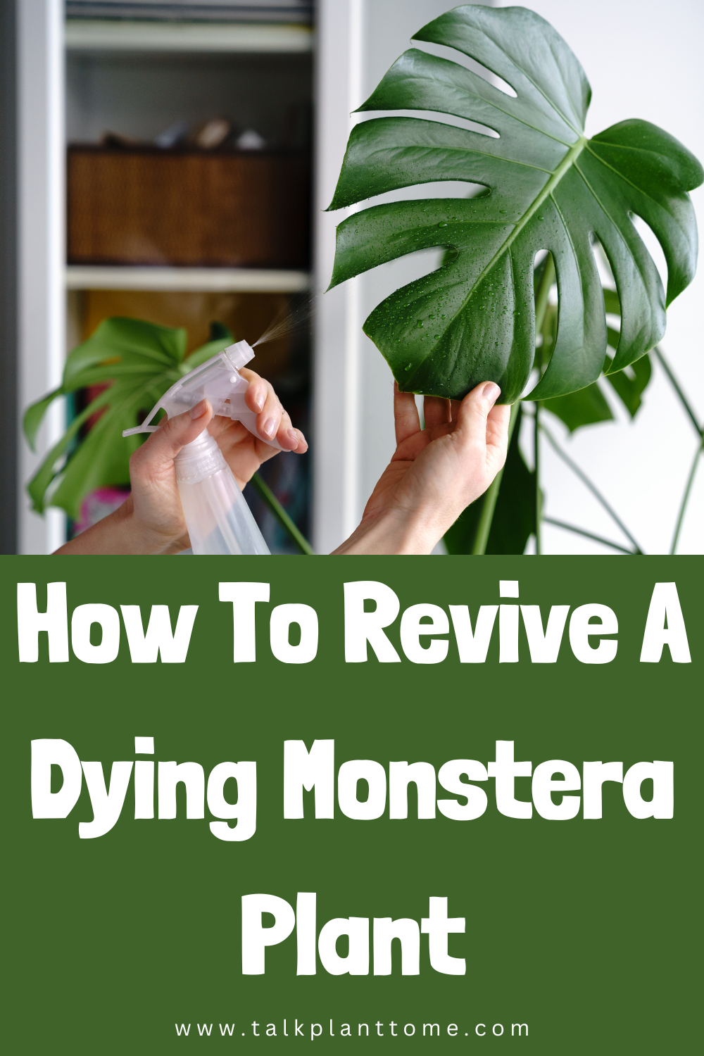 How To Care For Dying Monstera