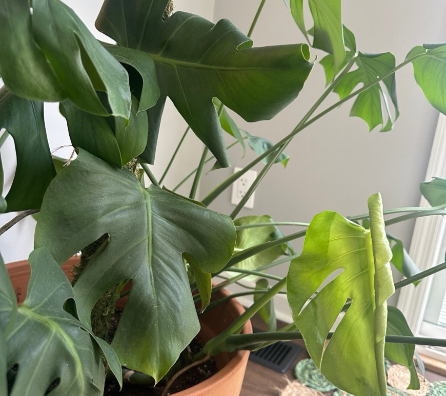 How To Revive A Dying Monstera Plant