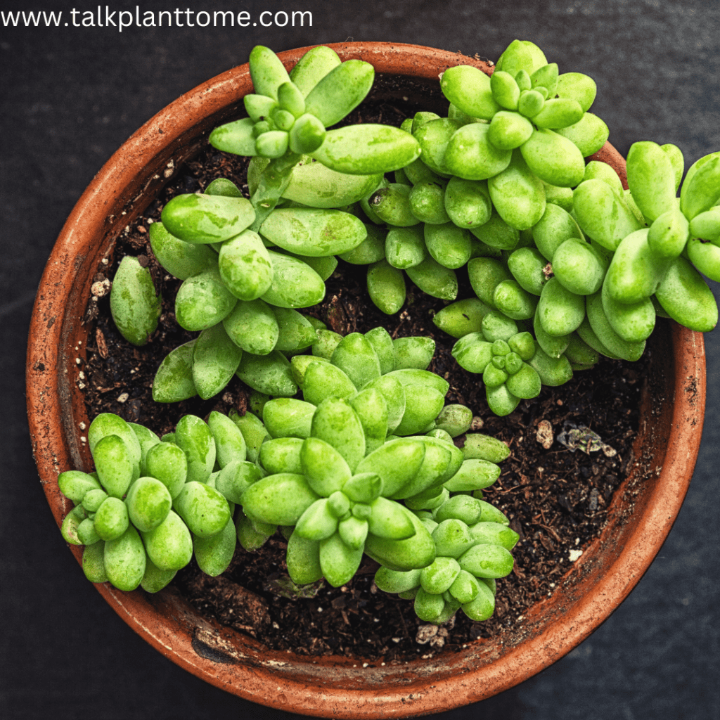 17 Tips to Keep Succulent Plants Alive!