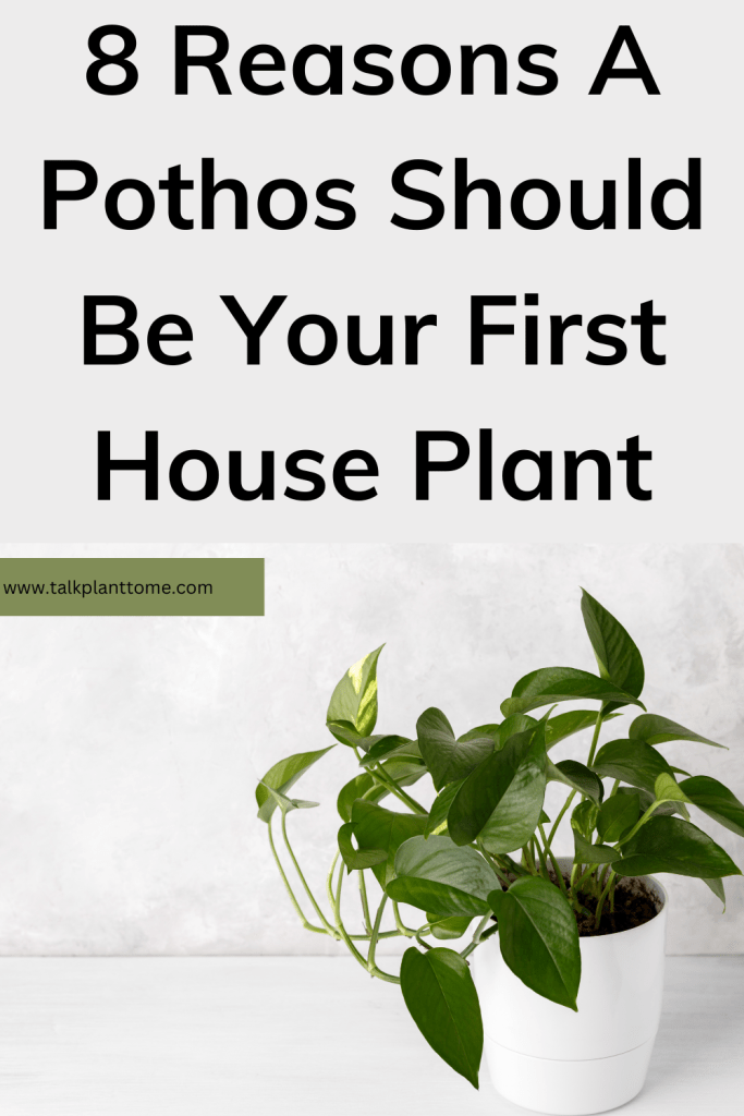 8 Reasons A Pothos Should Be Your First House Plant