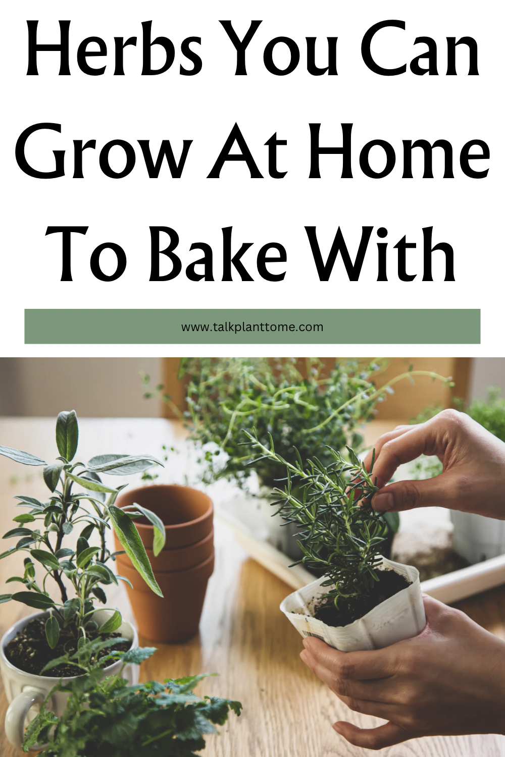 Herbs You Can Grow At Home To Bake With – | Talk Plant To Me