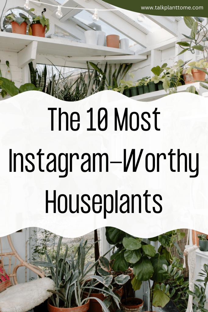 The 10 Most Instagram-Worthy Houseplants