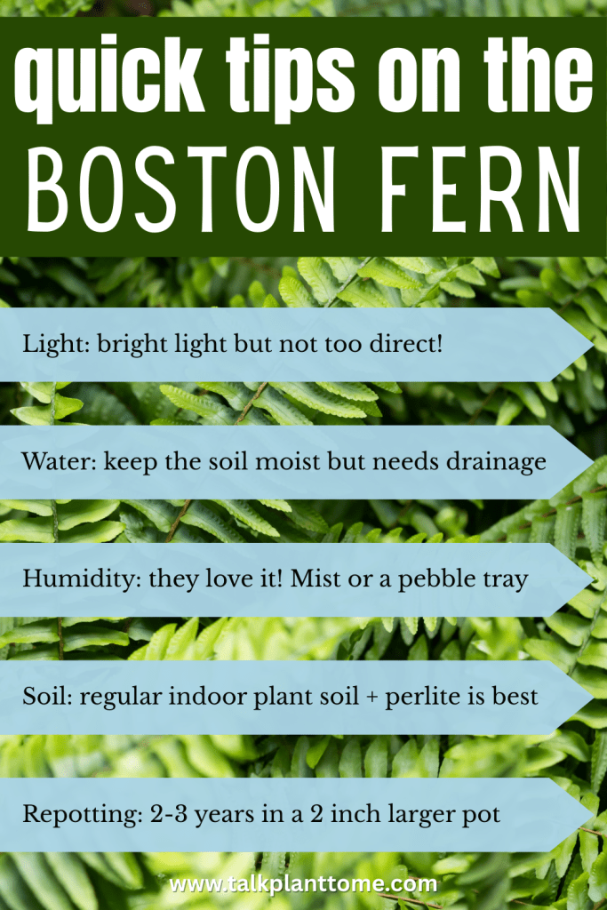 how to care for a Boston fern plant indoors