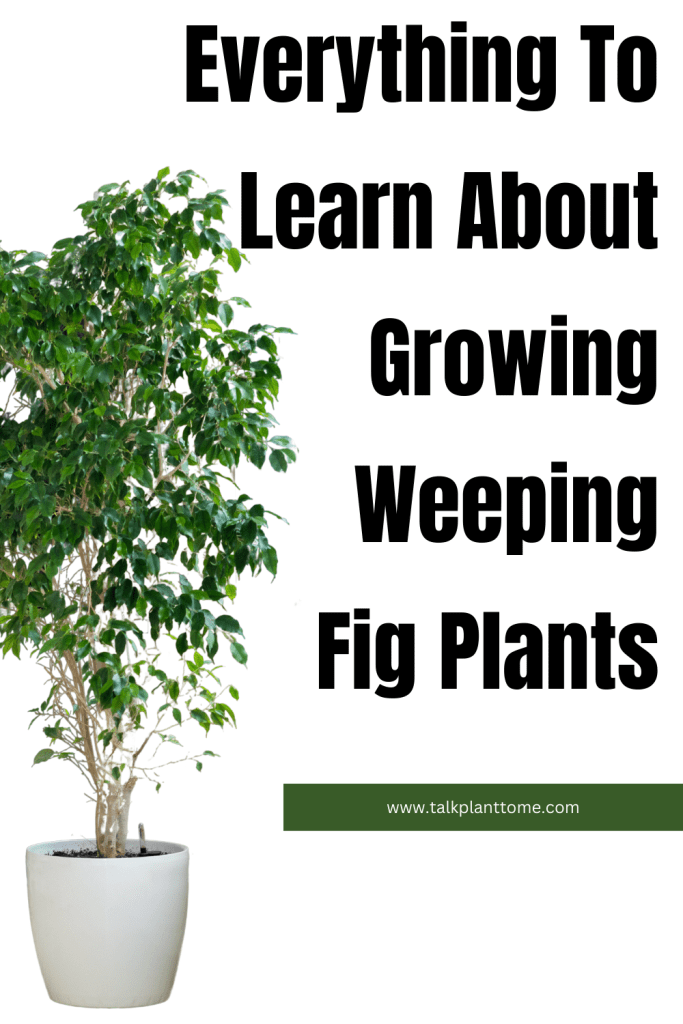 Everything To Learn About Growing Weeping Fig Plants