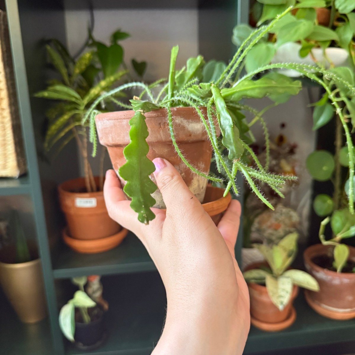 Ric Rac cactus care guide: everything you need to know!