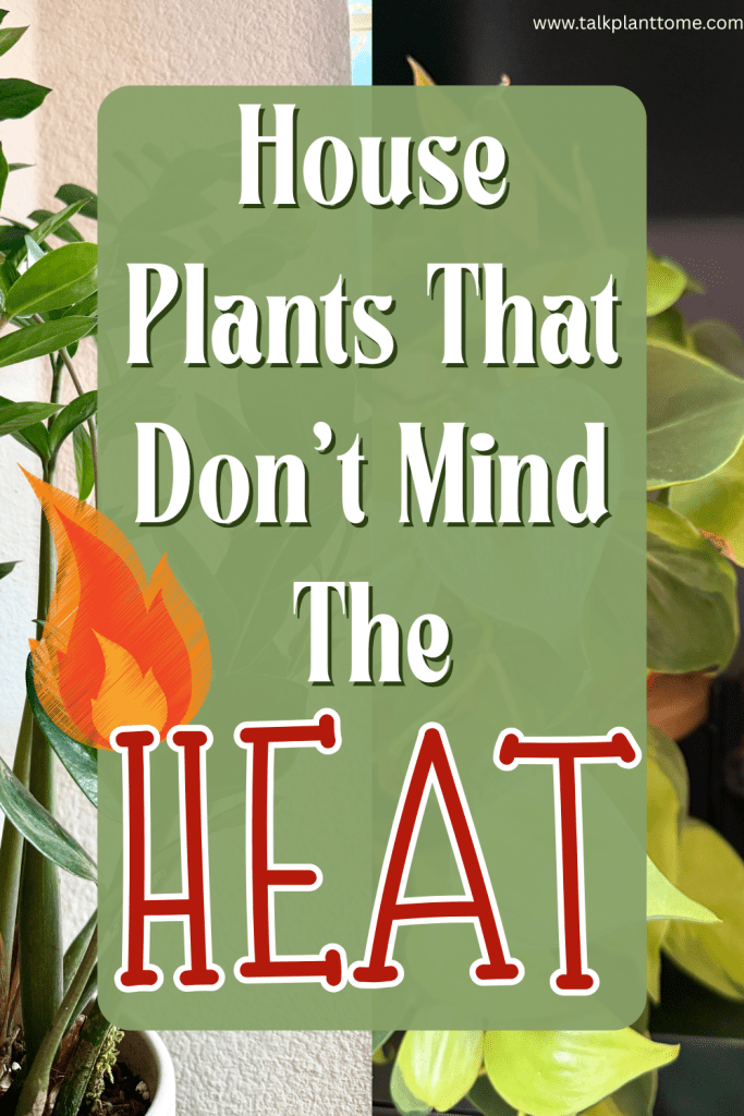 House Plants That Don't Mind The Heat